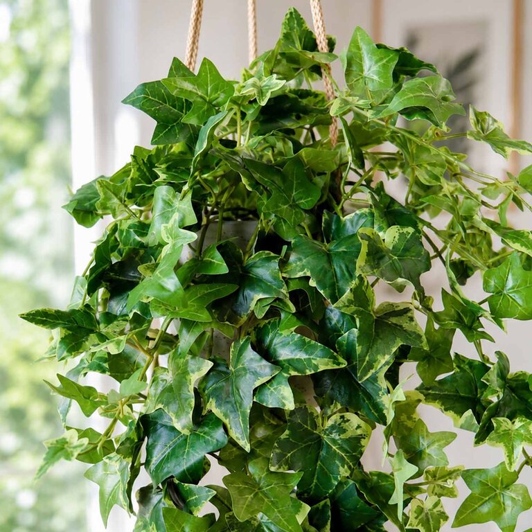 Kunstplant hangend Klimop met groenwitte bladeren is een hangplant met een natuurgetrouwe uitstraling en een lengte van 70 cm.