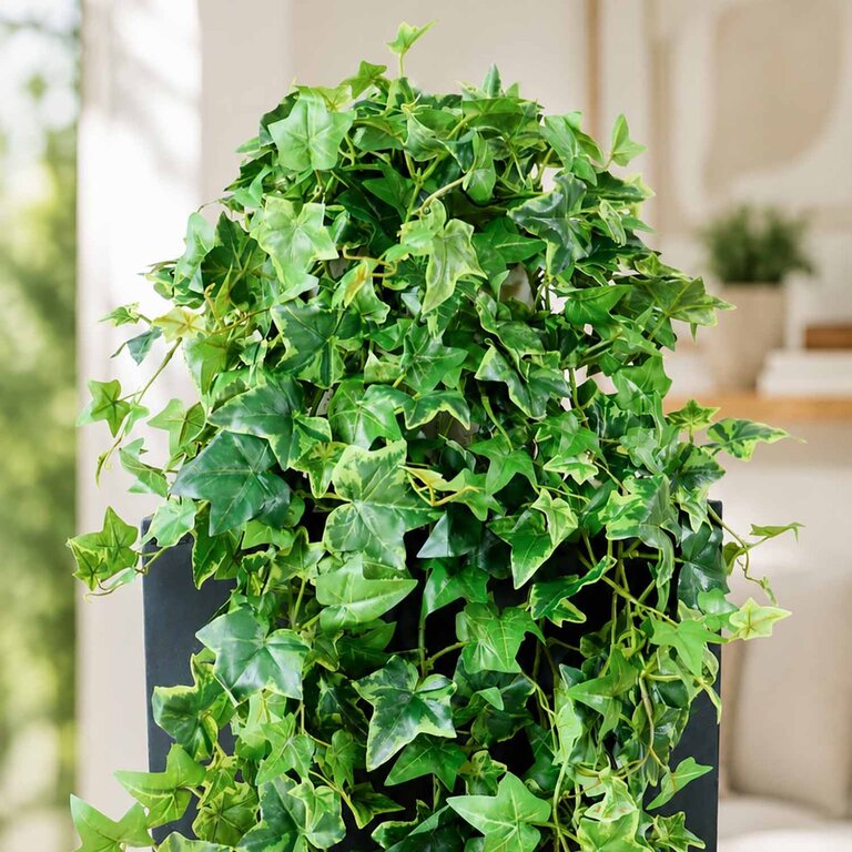 Kunstplant hangend Klimop met groenwitte bladeren is een hangplant met een natuurgetrouwe uitstraling en een lengte van 90 cm.