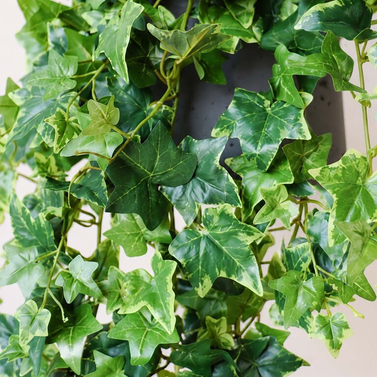 Kunstplant hangend Klimop met groenwitte bladeren is een hangplant met een natuurgetrouwe uitstraling en een lengte van 90 cm.