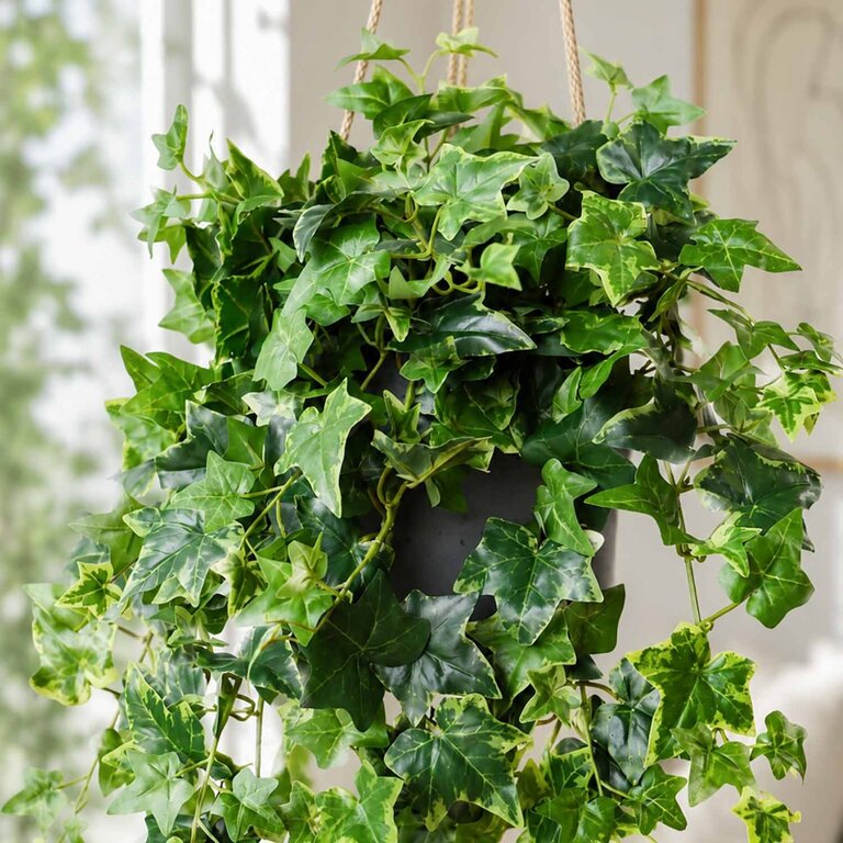 Kunstplant hangend Klimop met groenwitte bladeren is een hangplant met een natuurgetrouwe uitstraling en een lengte van 110 cm.