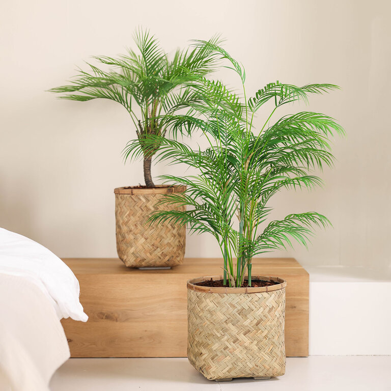 Kunstplant Chamaedorea Palm met groene bladeren is een middelgrote kunstplant in binnenpot met een natuurgetrouwe uitstraling en een hoogte van 50 cm.
