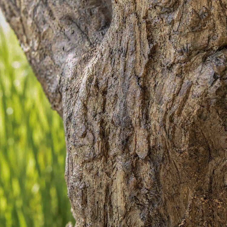 Kunstplant Olijfboom met groene bladeren en olijven is een grote kunstplant in binnenpot met een natuurgetrouwe uitstraling en een hoogte van 270 cm.