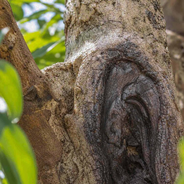 Kunstplant Olijfboom met groene bladeren en olijven is een grote kunstplant in binnenpot met een natuurgetrouwe uitstraling en een hoogte van 270 cm.