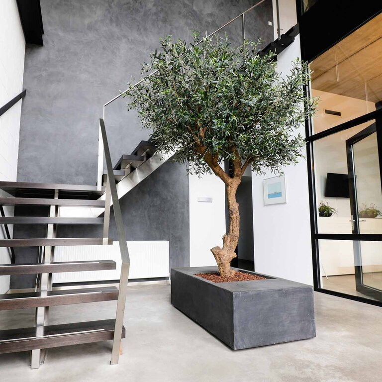 Kunstplant Olijfboom met groene bladeren en olijven is een grote kunstplant in binnenpot met een natuurgetrouwe uitstraling en een hoogte van 270 cm.