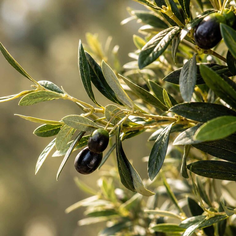 Kunstplant Olijfboom met groene bladeren en olijven is een grote kunstplant in binnenpot met een natuurgetrouwe uitstraling en een hoogte van 180 cm.