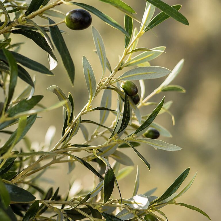 Kunstplant Olijfboom met groene bladeren en olijven is een grote kunstplant in binnenpot met een natuurgetrouwe uitstraling en een hoogte van 180 cm.