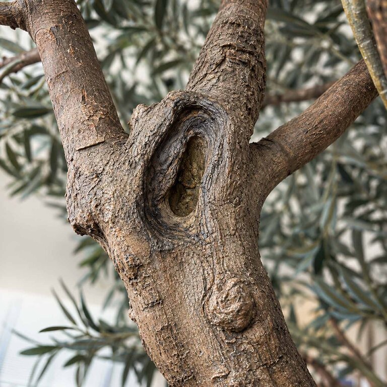 Kunstplant Olijfboom met groene bladeren en olijven is een grote kunstplant in binnenpot met een natuurgetrouwe uitstraling en een hoogte van 210 cm.