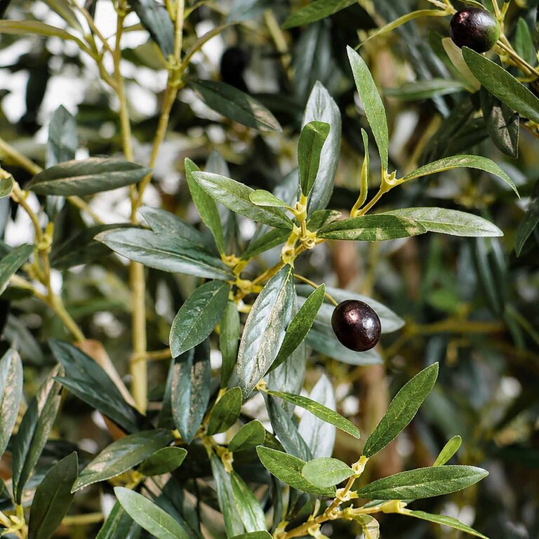 Kunstplant Olijfboom met groene bladeren en olijven is een grote kunstplant in binnenpot met een natuurgetrouwe uitstraling en een hoogte van 210 cm.