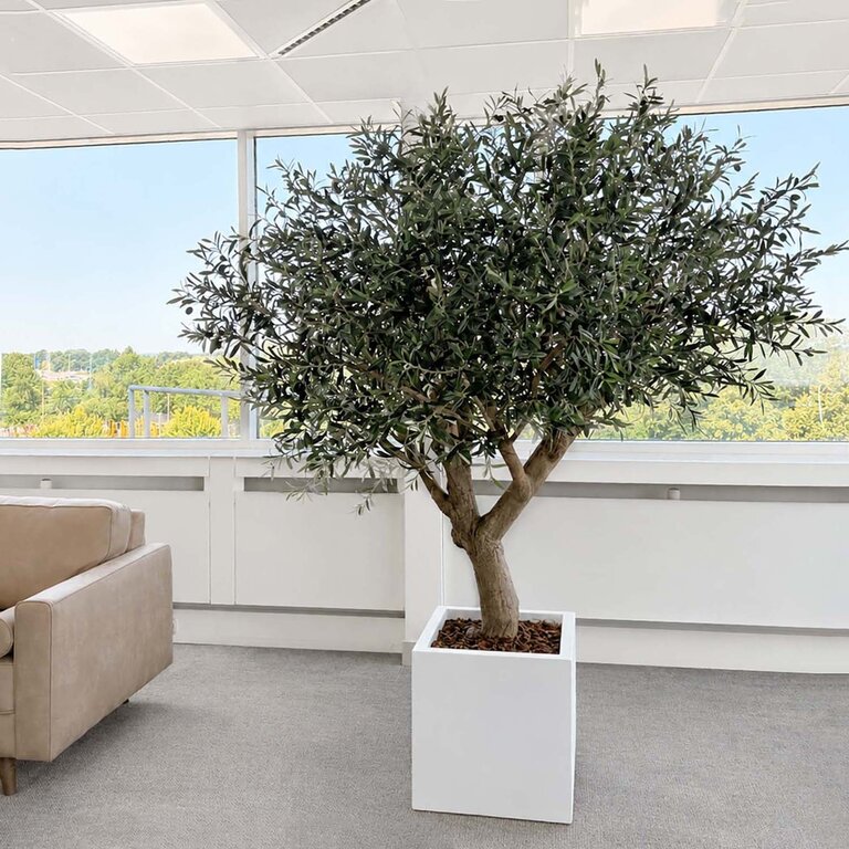 Kunstplant Olijfboom met groene bladeren en olijven is een grote kunstplant in binnenpot met een natuurgetrouwe uitstraling en een hoogte van 210 cm.