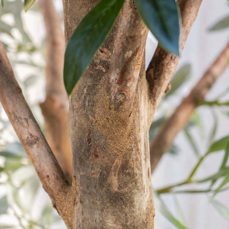 Kunstplant Olijfboom met groene bladeren en olijven is een grote kunstplant in binnenpot met een natuurgetrouwe uitstraling en een hoogte van 150 cm.