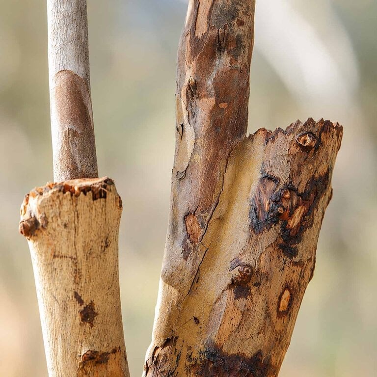 Kunstplant Olijfboom met groene bladeren en olijven is een grote kunstplant in binnenpot met een natuurgetrouwe uitstraling en een hoogte van 180 cm.