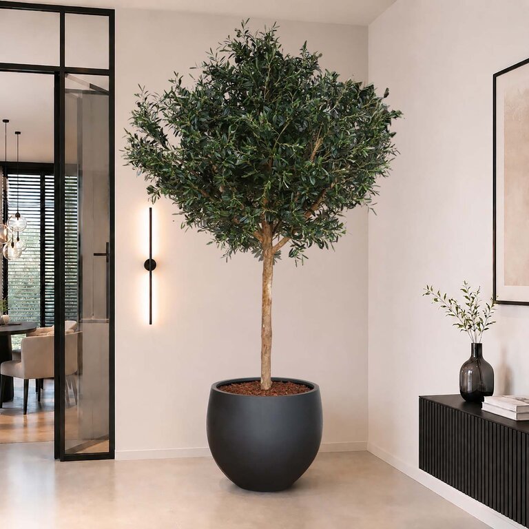 Kunstplant Olijfboom met groene bladeren en olijven is een grote kunstplant in binnenpot met een natuurgetrouwe uitstraling en een hoogte van 210 cm.