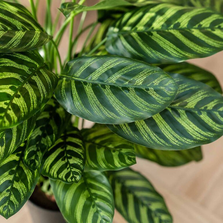 Kunstplant Calathea met groene bladeren is een middelgrote kunstplant in binnenpot met een natuurgetrouwe uitstraling en een hoogte van 78 cm.