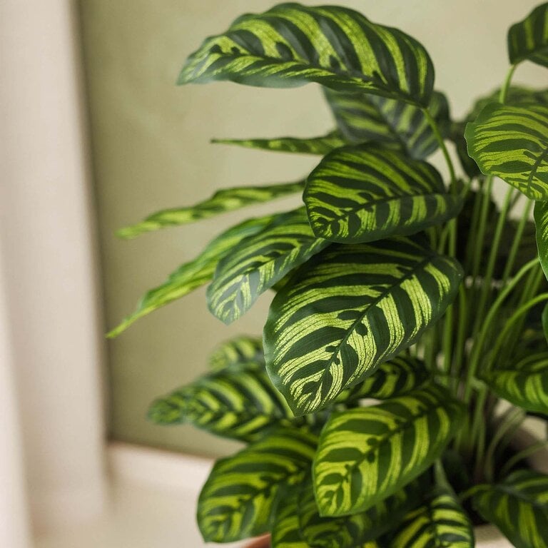 Kunstplant Calathea met groene bladeren is een middelgrote kunstplant in binnenpot met een natuurgetrouwe uitstraling en een hoogte van 78 cm.