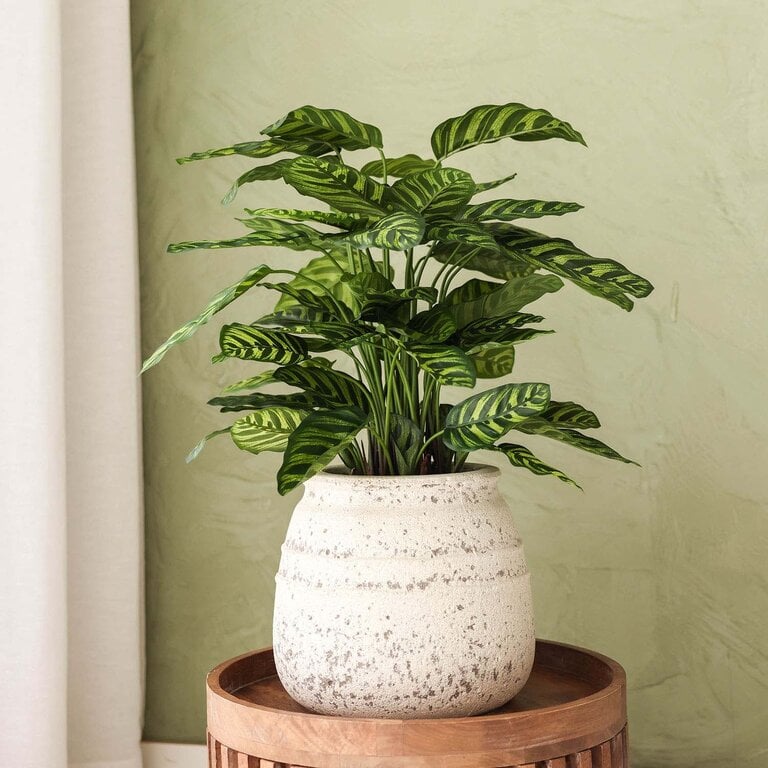 Kunstplant Calathea met groene bladeren is een middelgrote kunstplant in binnenpot met een natuurgetrouwe uitstraling en een hoogte van 78 cm.