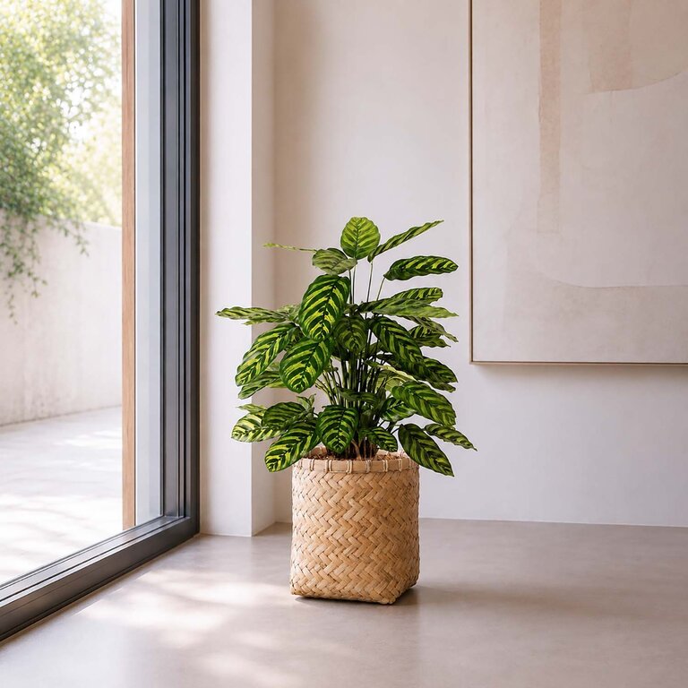 Kunstplant Calathea met groene bladeren is een middelgrote kunstplant in binnenpot met een natuurgetrouwe uitstraling en een hoogte van 78 cm.