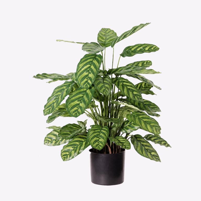 Kunstplant Calathea met groene bladeren is een middelgrote kunstplant in binnenpot met een natuurgetrouwe uitstraling en een hoogte van 78 cm.