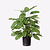 FloraWorks Kunstplant Calathea (78 cm)