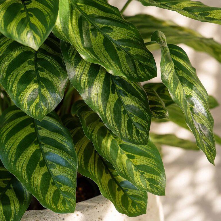 Kunstplant Calathea met groene bladeren is een middelgrote kunstplant in binnenpot met een natuurgetrouwe uitstraling en een hoogte van 80 cm.