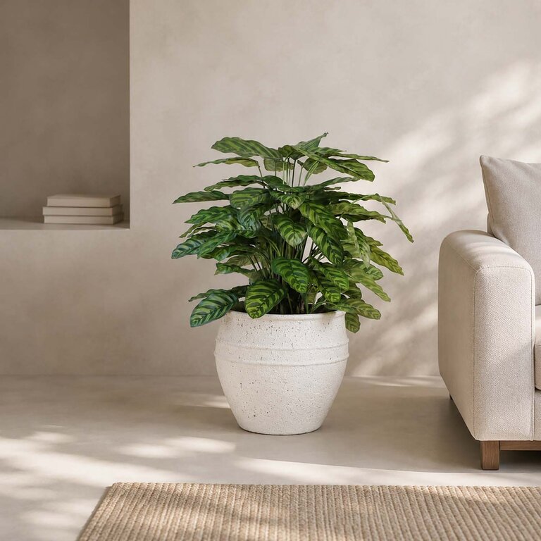 Kunstplant Calathea met groene bladeren is een middelgrote kunstplant in binnenpot met een natuurgetrouwe uitstraling en een hoogte van 80 cm.