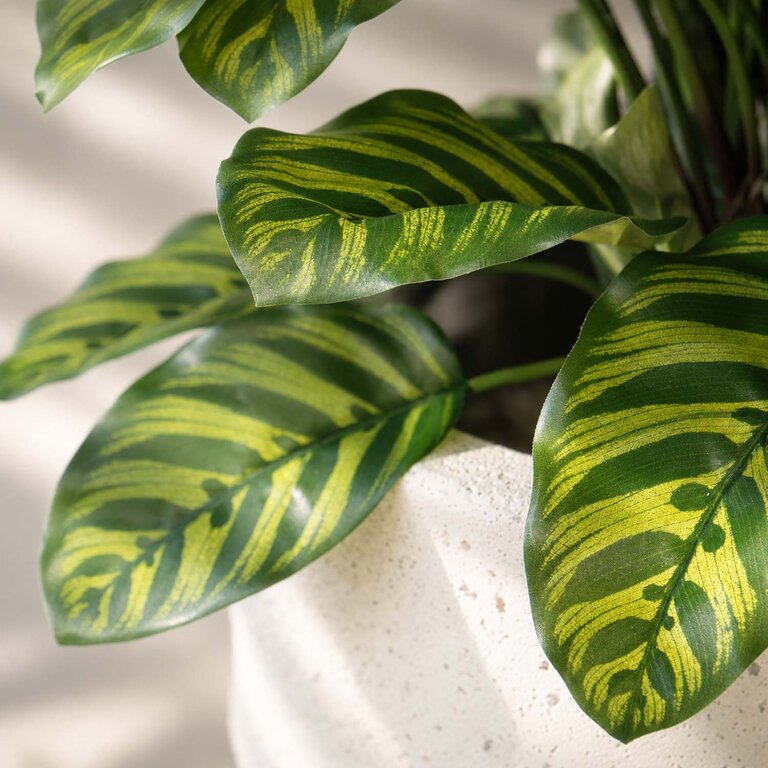 Kunstplant Calathea met groene bladeren is een middelgrote kunstplant in binnenpot met een natuurgetrouwe uitstraling en een hoogte van 80 cm.