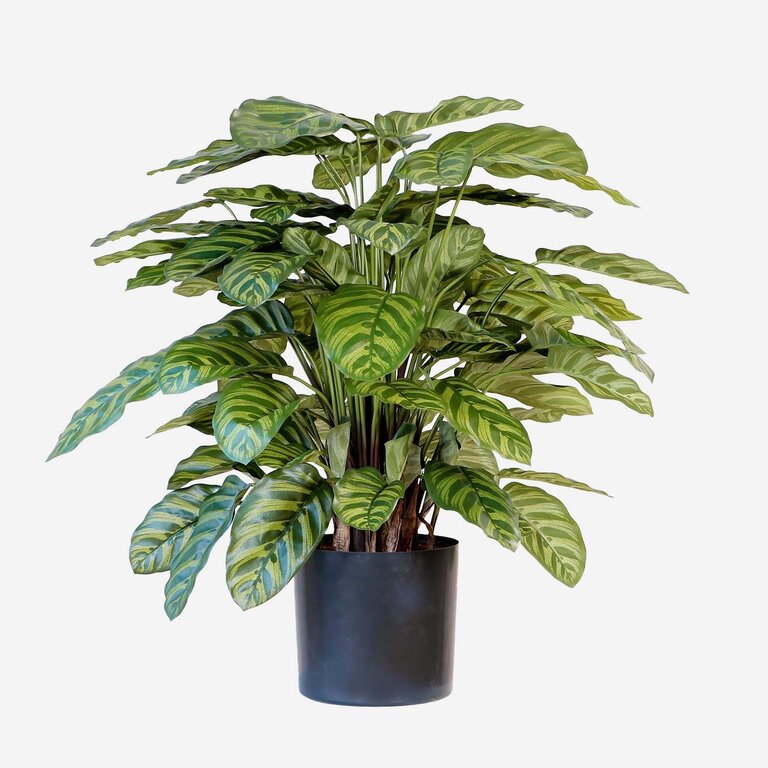 Kunstplant Calathea met groene bladeren is een middelgrote kunstplant in binnenpot met een natuurgetrouwe uitstraling en een hoogte van 80 cm.