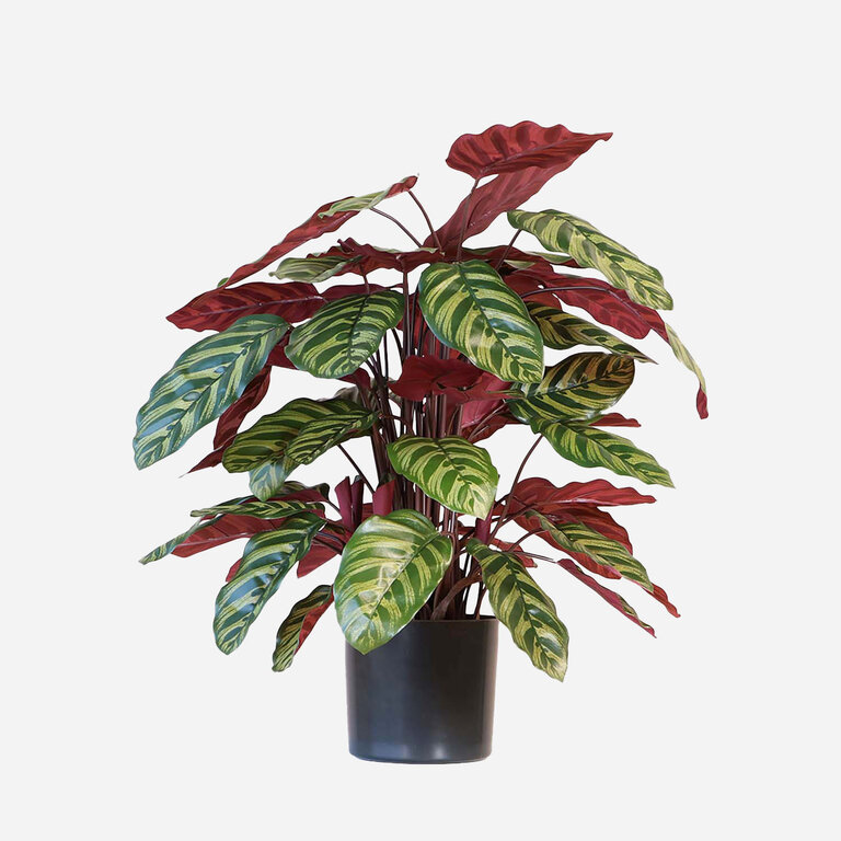 Kunstplant Calathea met groenrode bladeren is een middelgrote kunstplant in binnenpot met een natuurgetrouwe uitstraling en een hoogte van 78 cm.