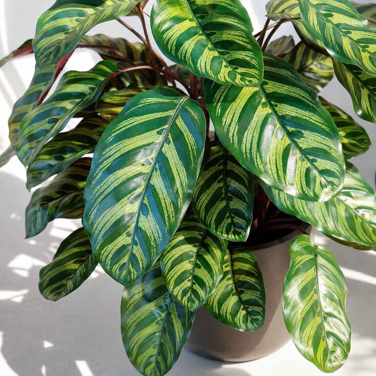 Kunstplant Calathea met groenrode bladeren is een middelgrote kunstplant in binnenpot met een natuurgetrouwe uitstraling en een hoogte van 78 cm.