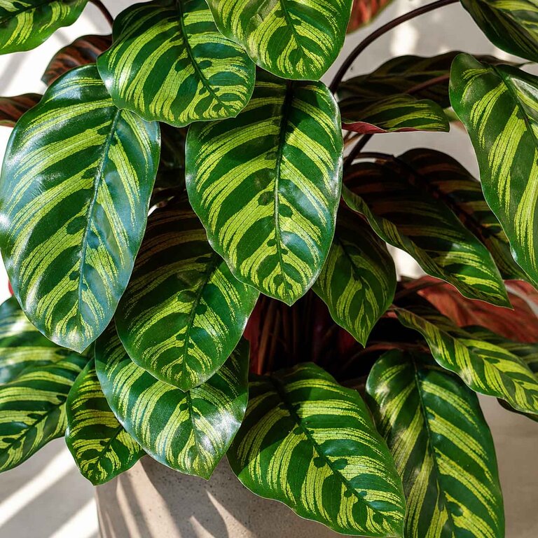 Kunstplant Calathea met groenrode bladeren is een middelgrote kunstplant in binnenpot met een natuurgetrouwe uitstraling en een hoogte van 78 cm.