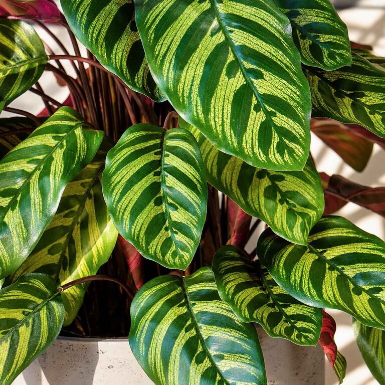 Kunstplant Calathea met groenrode bladeren is een middelgrote kunstplant in binnenpot met een natuurgetrouwe uitstraling en een hoogte van 78 cm.