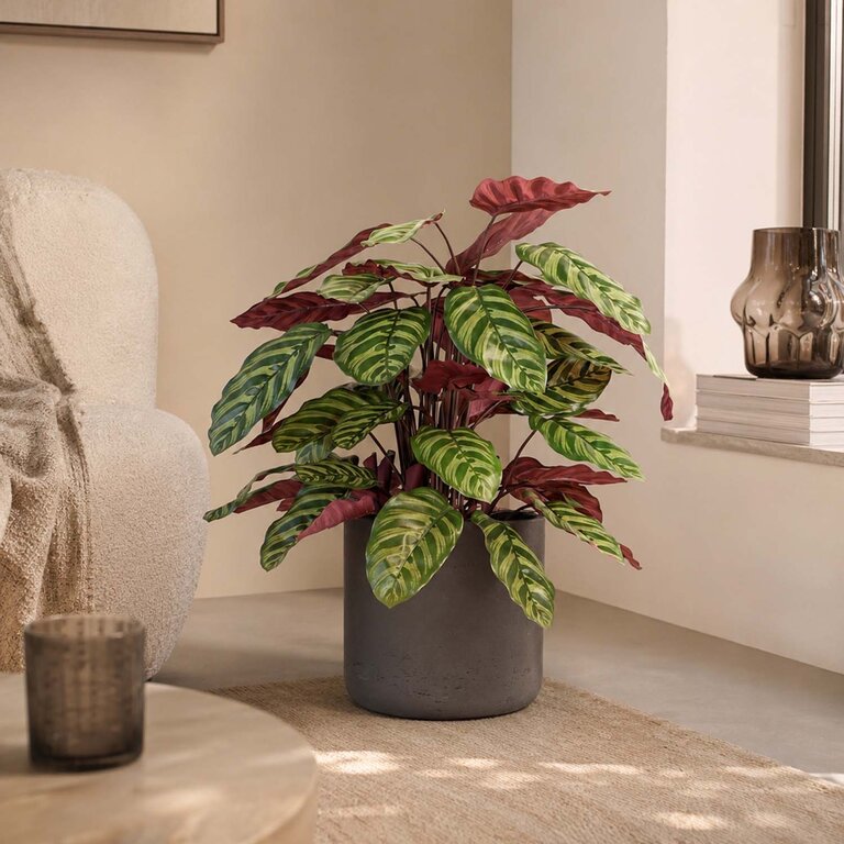 Kunstplant Calathea met groenrode bladeren is een middelgrote kunstplant in binnenpot met een natuurgetrouwe uitstraling en een hoogte van 78 cm.