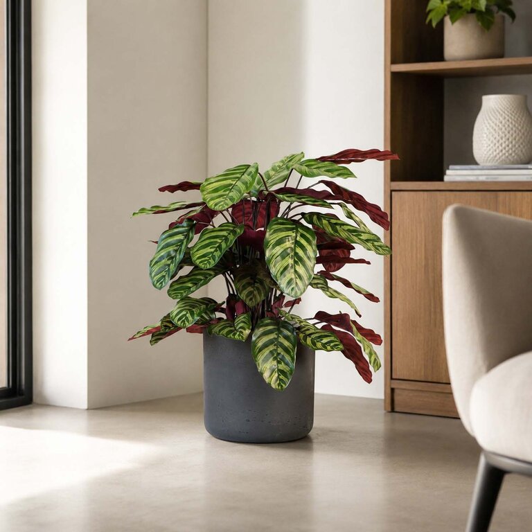 Kunstplant Calathea met groenrode bladeren is een middelgrote kunstplant in binnenpot met een natuurgetrouwe uitstraling en een hoogte van 78 cm.