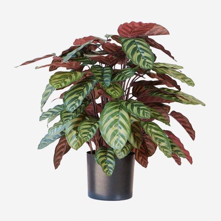 Kunstplant Calathea met groenrode bladeren is een middelgrote kunstplant in binnenpot met een natuurgetrouwe uitstraling en een hoogte van 80 cm.