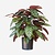 FloraWorks Kunstplant Calathea groenrood (80 cm)