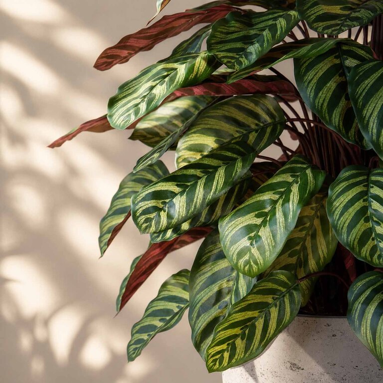 Kunstplant Calathea met groenrode bladeren is een middelgrote kunstplant in binnenpot met een natuurgetrouwe uitstraling en een hoogte van 80 cm.