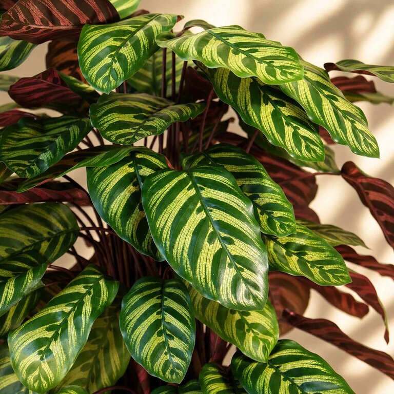 Kunstplant Calathea met groenrode bladeren is een middelgrote kunstplant in binnenpot met een natuurgetrouwe uitstraling en een hoogte van 80 cm.