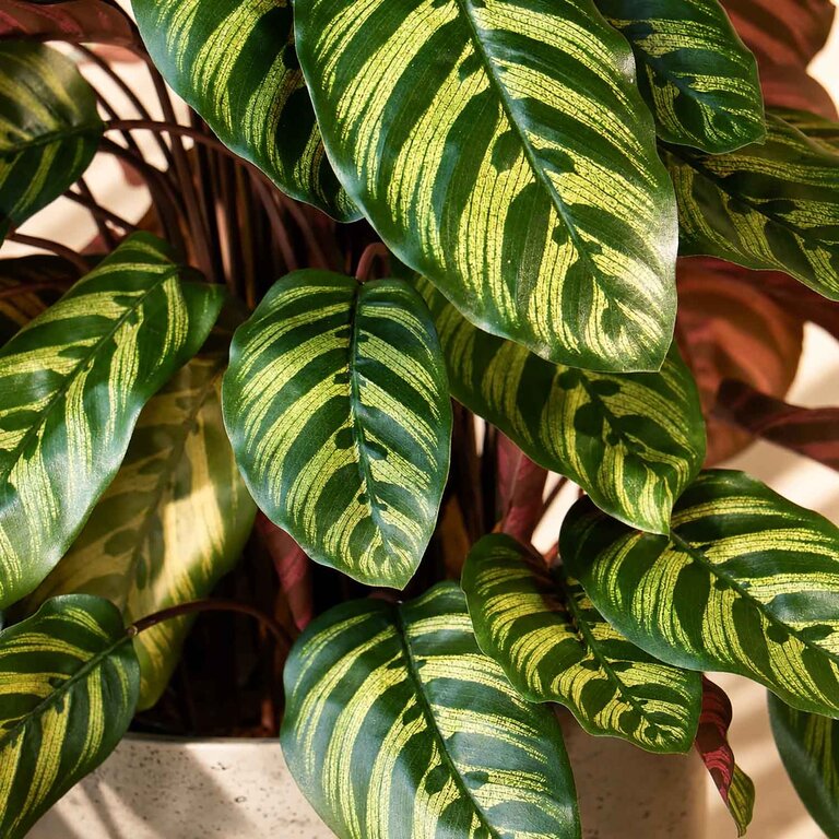 Kunstplant Calathea met groenrode bladeren is een middelgrote kunstplant in binnenpot met een natuurgetrouwe uitstraling en een hoogte van 80 cm.