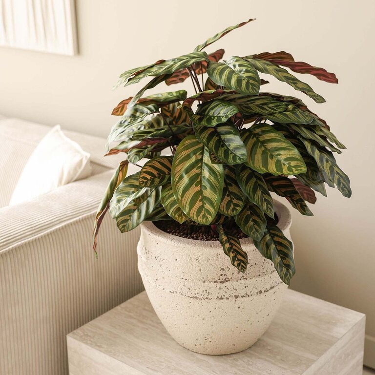 Kunstplant Calathea met groenrode bladeren is een middelgrote kunstplant in binnenpot met een natuurgetrouwe uitstraling en een hoogte van 80 cm.