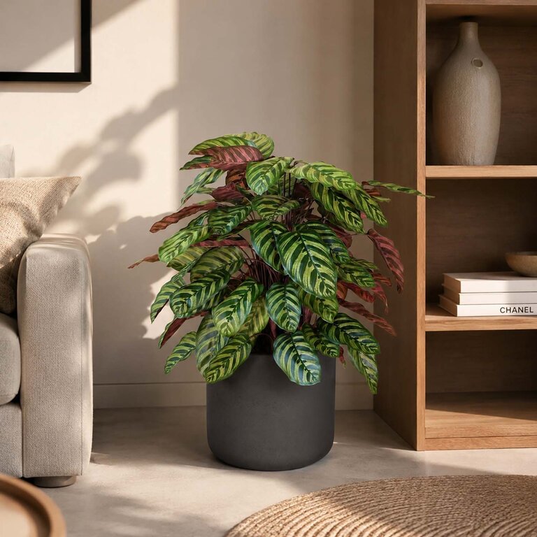 Kunstplant Calathea met groenrode bladeren is een middelgrote kunstplant in binnenpot met een natuurgetrouwe uitstraling en een hoogte van 80 cm.