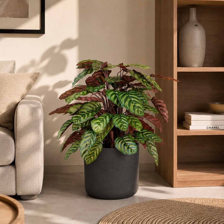 Kunstplant Calathea met groenrode bladeren is een middelgrote kunstplant in binnenpot met een natuurgetrouwe uitstraling en een hoogte van 80 cm.