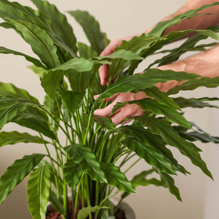 Kunstplant Calathea met groene bladeren is een middelgrote kunstplant in binnenpot met een natuurgetrouwe uitstraling en een hoogte van 84 cm.