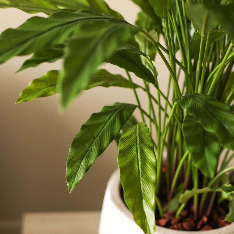 Kunstplant Calathea met groene bladeren is een middelgrote kunstplant in binnenpot met een natuurgetrouwe uitstraling en een hoogte van 84 cm.