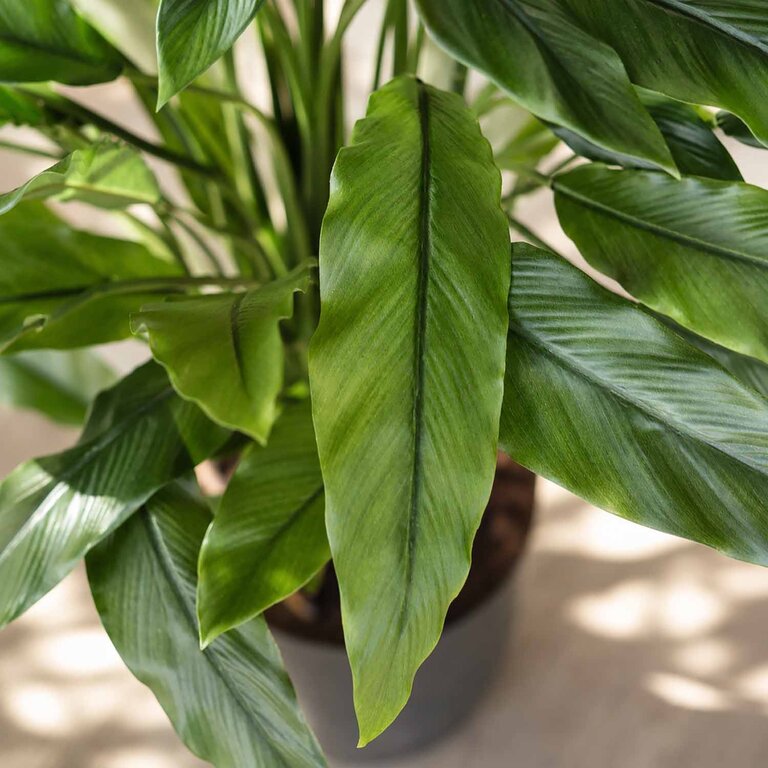 Kunstplant Calathea met groene bladeren is een middelgrote kunstplant in binnenpot met een natuurgetrouwe uitstraling en een hoogte van 84 cm.