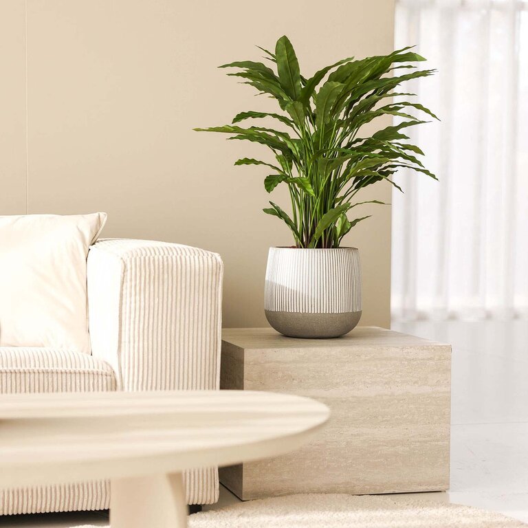 Kunstplant Calathea met groene bladeren is een middelgrote kunstplant in binnenpot met een natuurgetrouwe uitstraling en een hoogte van 84 cm.