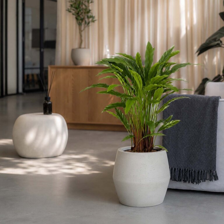 Kunstplant Calathea met groene bladeren is een middelgrote kunstplant in binnenpot met een natuurgetrouwe uitstraling en een hoogte van 84 cm.