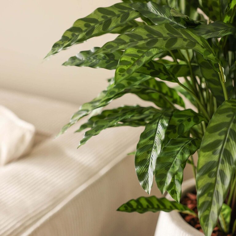 Kunstplant Calathea Insigne met groene bladeren is een middelgrote kunstplant in binnenpot met een natuurgetrouwe uitstraling en een hoogte van 86 cm.