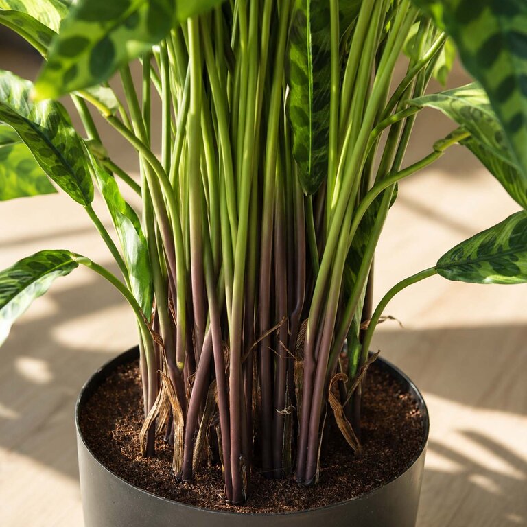 Kunstplant Calathea Insigne met groene bladeren is een middelgrote kunstplant in binnenpot met een natuurgetrouwe uitstraling en een hoogte van 86 cm.