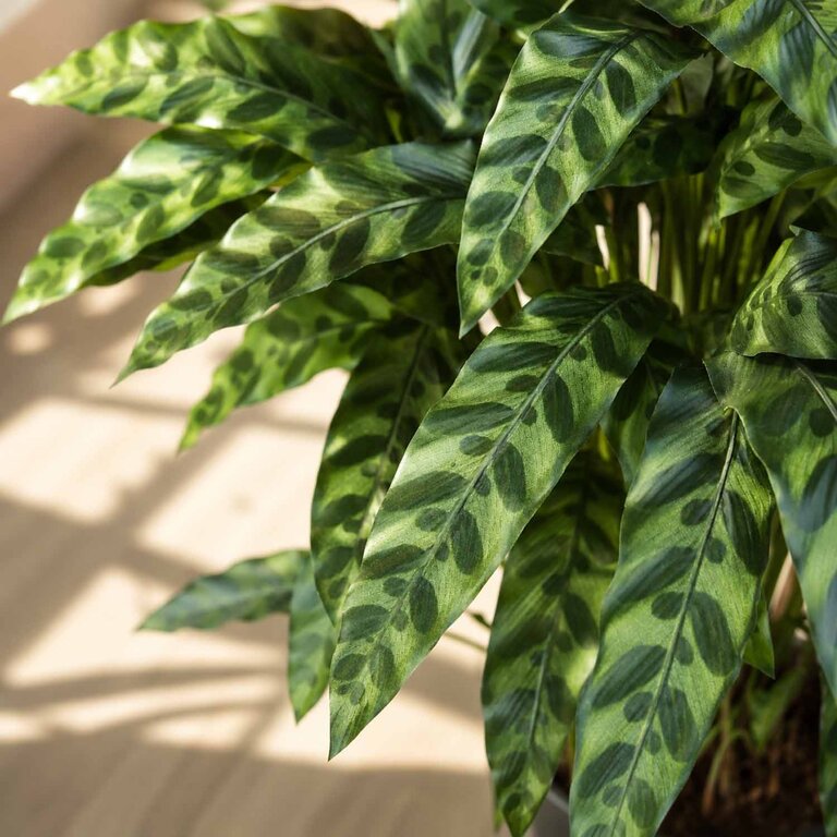 Kunstplant Calathea Insigne met groene bladeren is een middelgrote kunstplant in binnenpot met een natuurgetrouwe uitstraling en een hoogte van 86 cm.