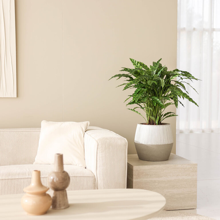 Kunstplant Calathea Insigne met groene bladeren is een middelgrote kunstplant in binnenpot met een natuurgetrouwe uitstraling en een hoogte van 86 cm.