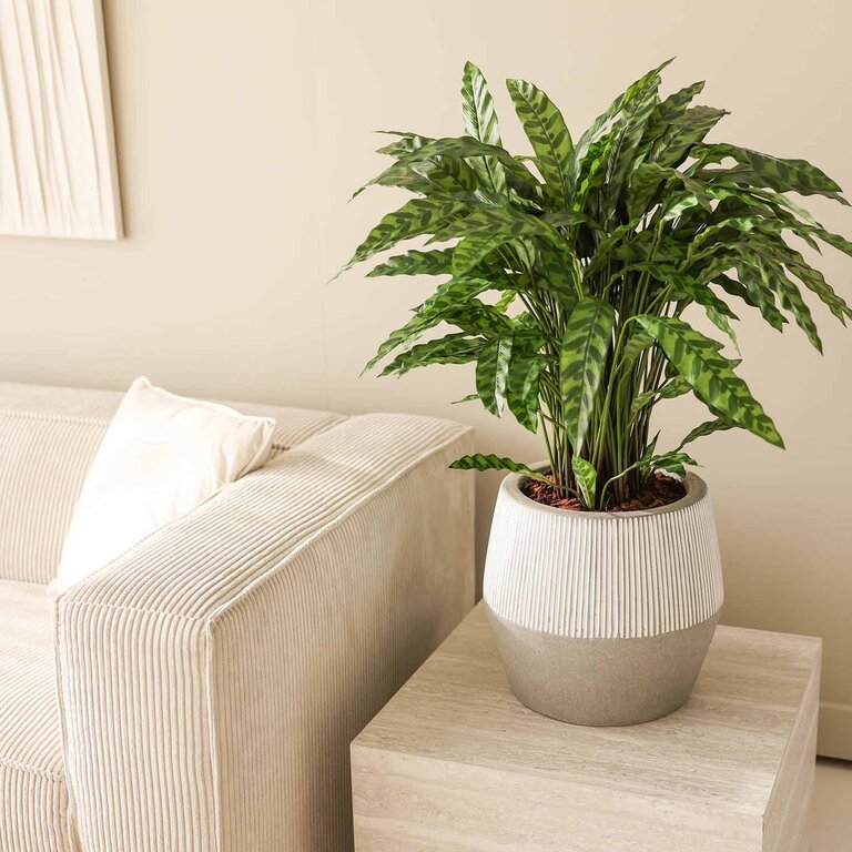 Kunstplant Calathea Insigne met groene bladeren is een middelgrote kunstplant in binnenpot met een natuurgetrouwe uitstraling en een hoogte van 86 cm.